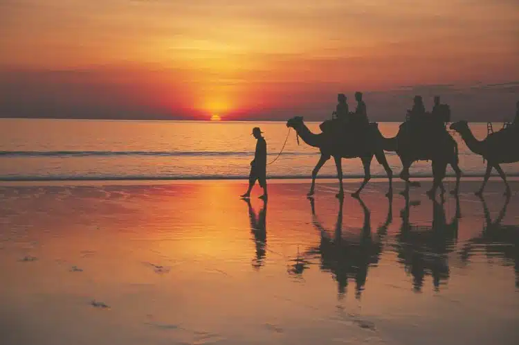 Camels on Cable Beach Broome at Sunset