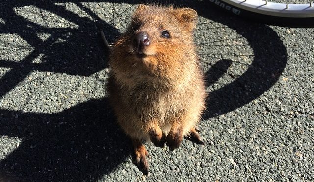 Quokka Maximilian