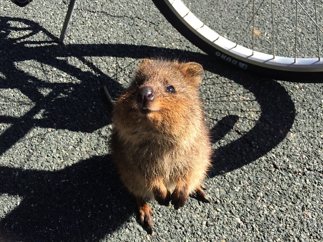 A baby Quokka on Rottnest Island in the winter